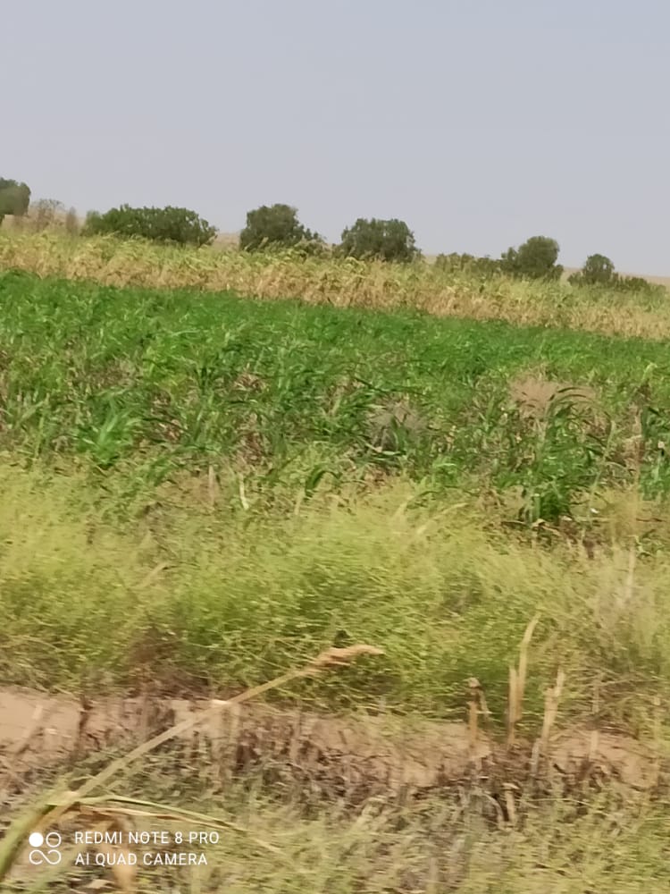 للبيع مزرعة تبعد عن الحديدة 7 كلو