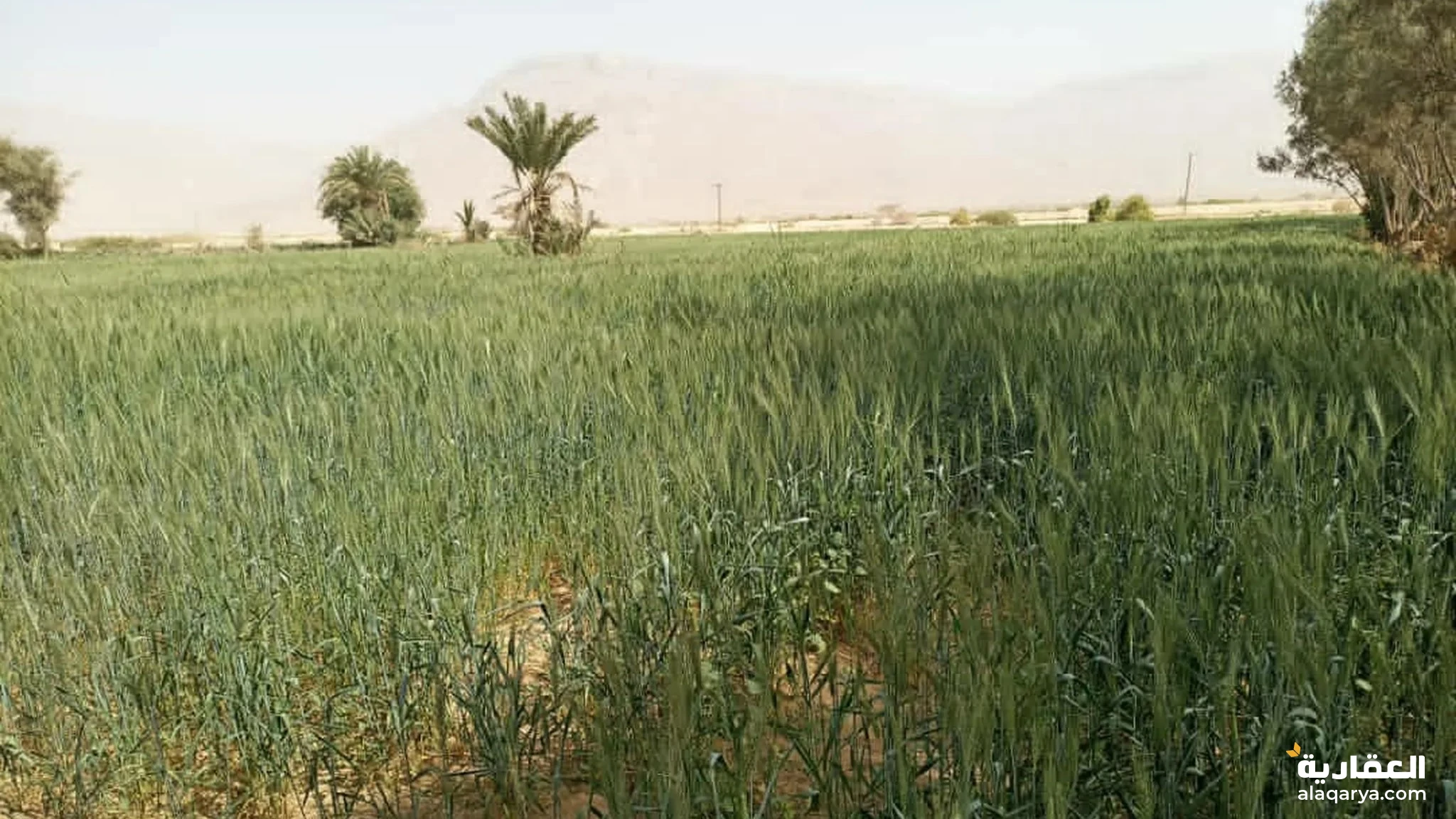 #للبيع ارض زراعيه 800حبل الجوف سوق الاثنين سعر الحبل200 الف يمني