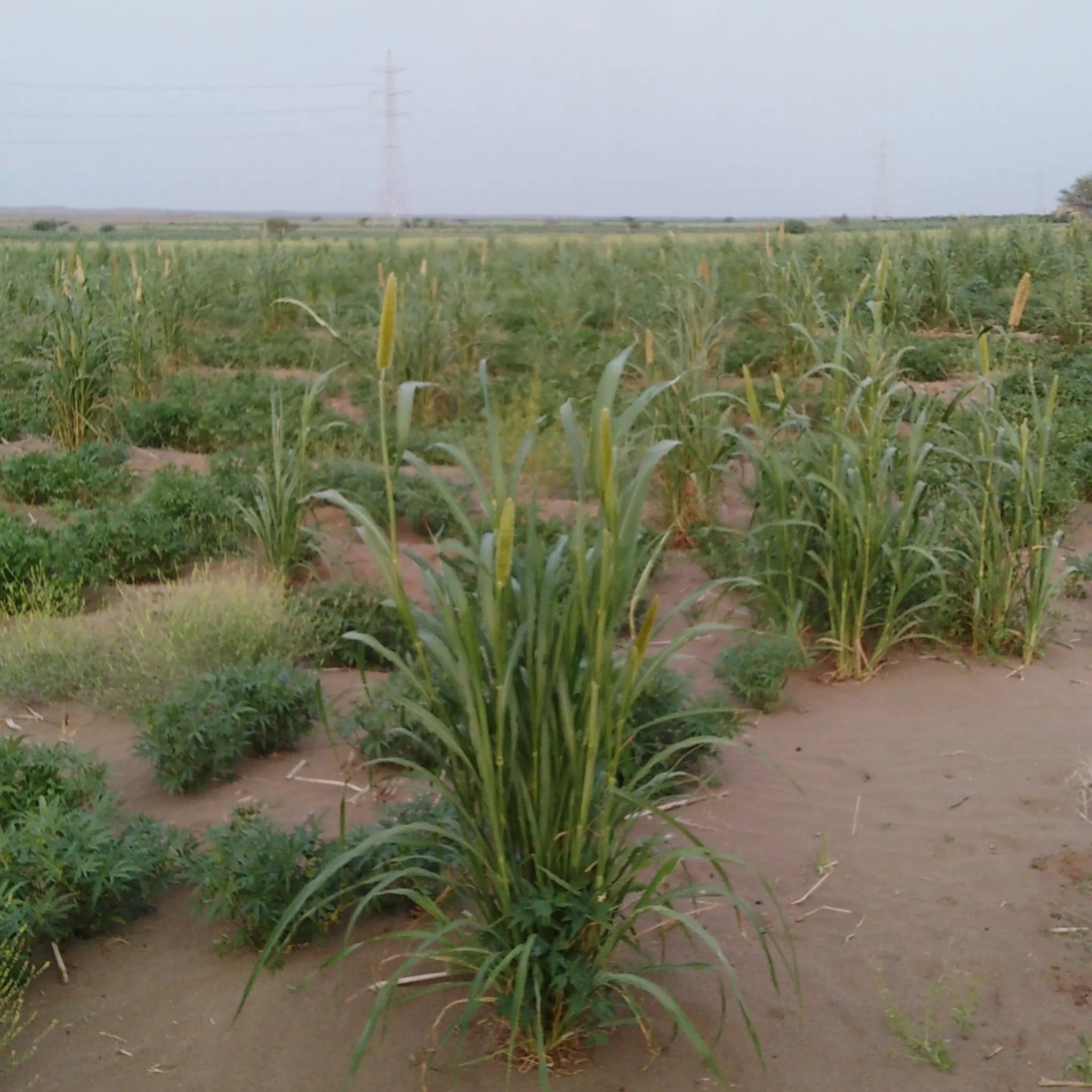 #ارضيه الحديده. باجل شرق خط الشام