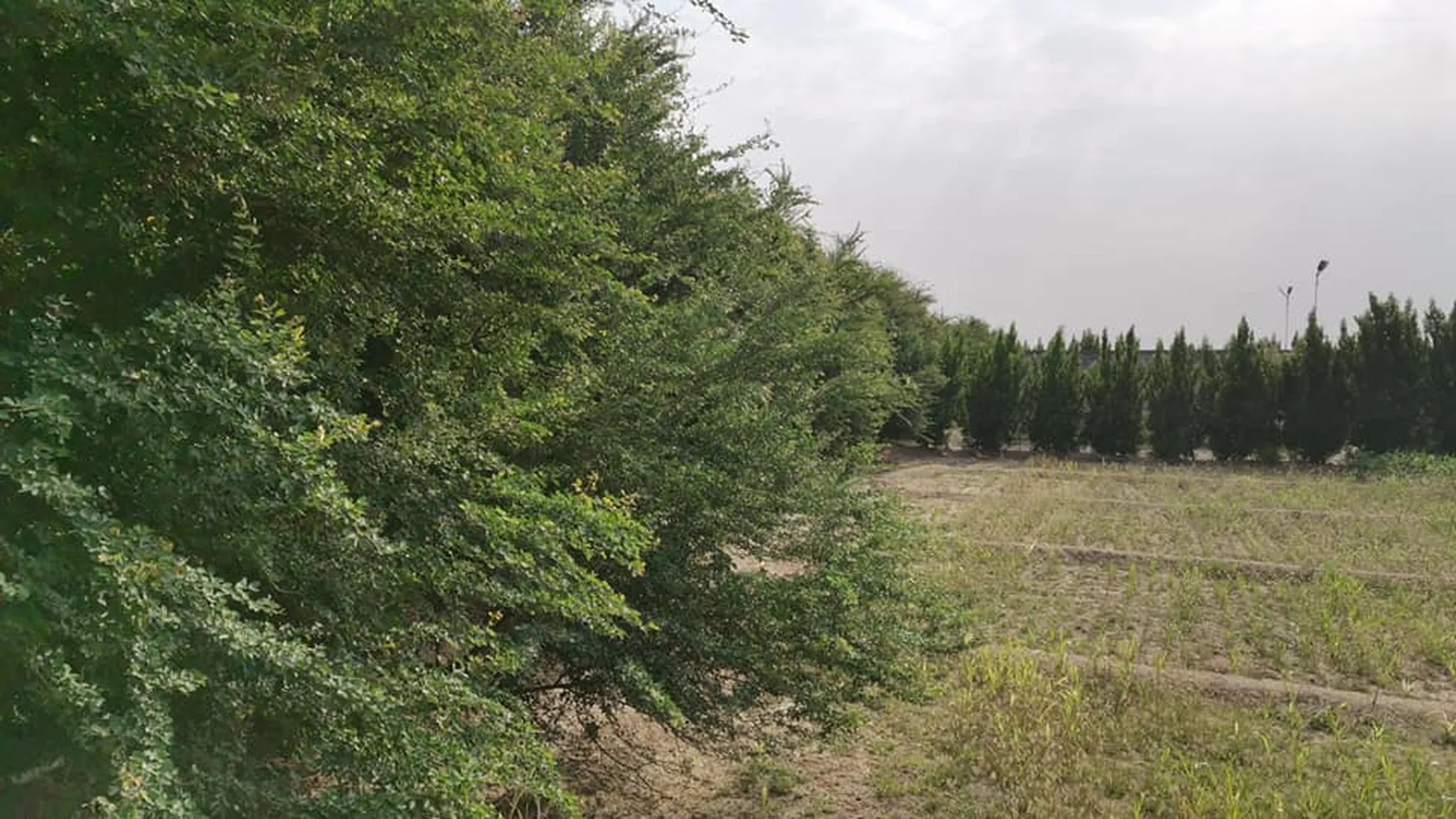 #مزرعة في موقع ممتاز جدا في عدن جعولة