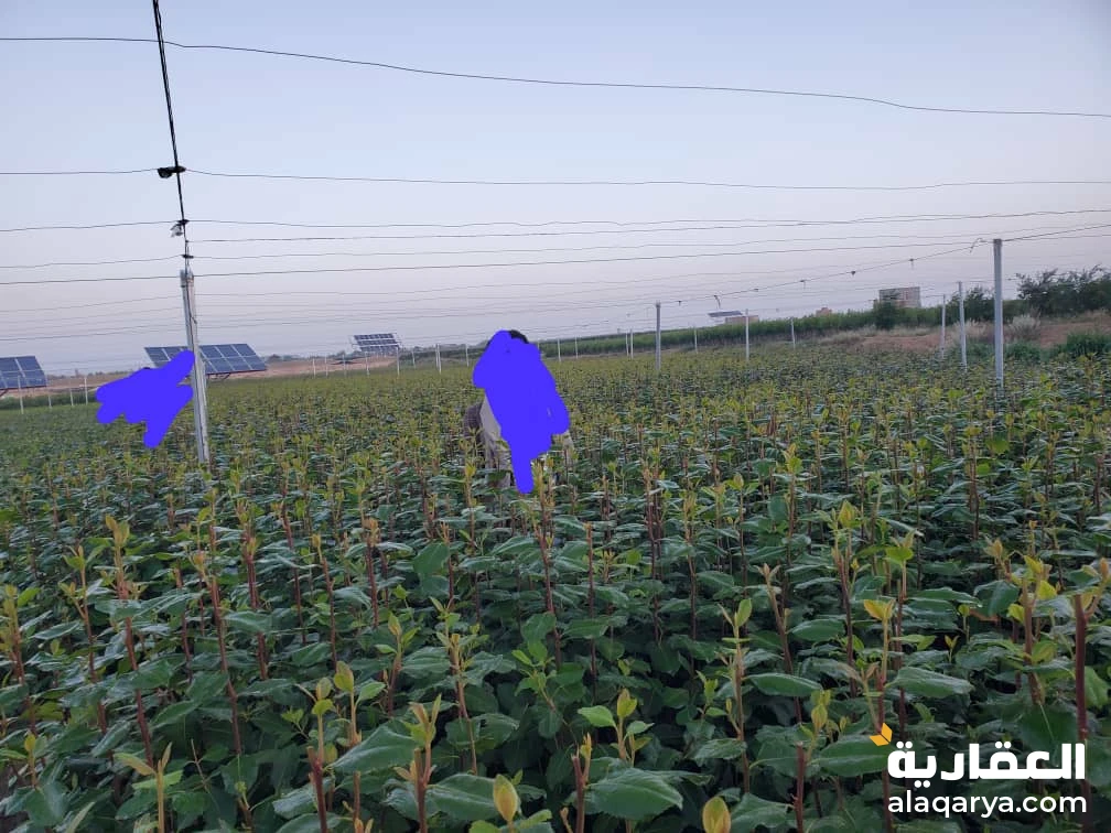 اعلان رقم 290 للبيع مزرعه جاهزه