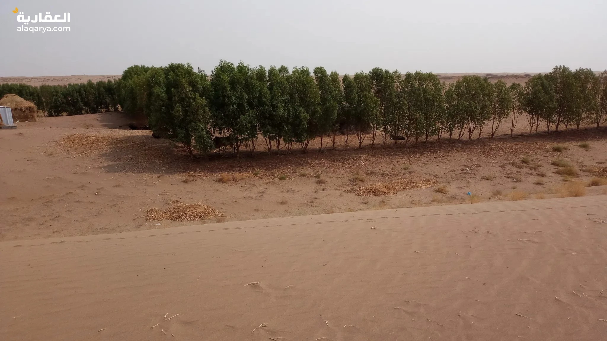 #مزرعة للبيع بسعر مغري ارض زراعيه متعدده الاستخدام