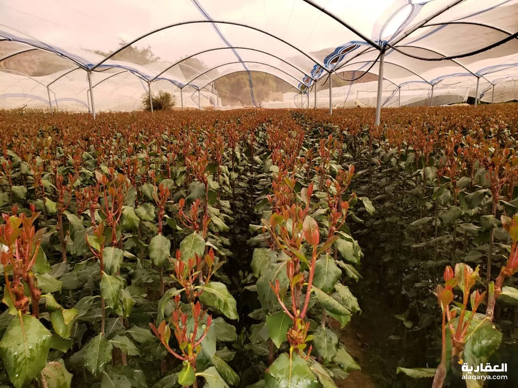 #ارض زراعيه للقات المهذري