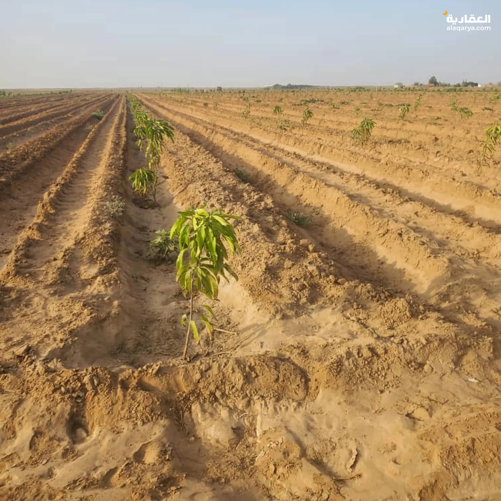 #أرضيه زراعيه واستثماريه