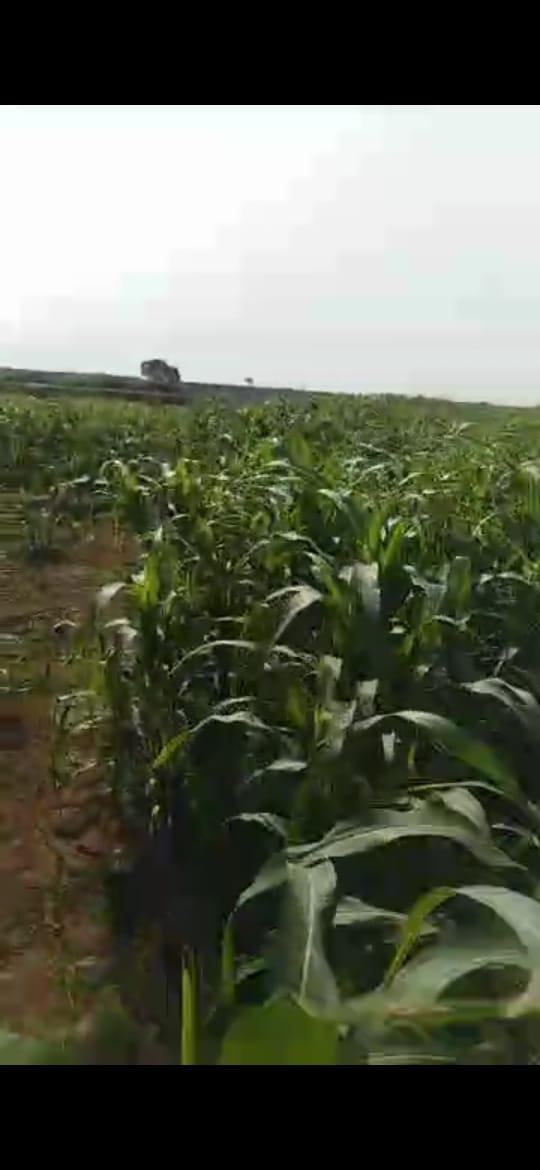 مزارع للبيع