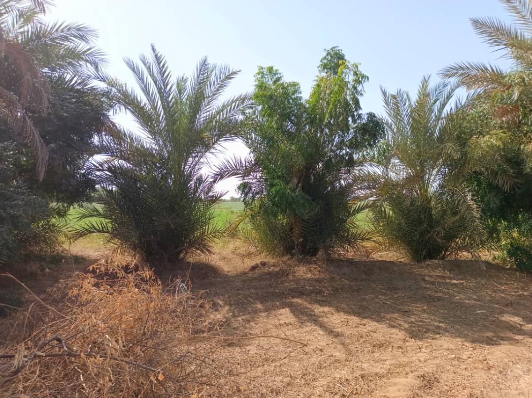 الزيدية