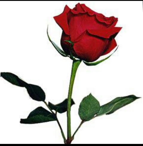 للبيع ارض بالروضه بالقرب من مستشفى زايد